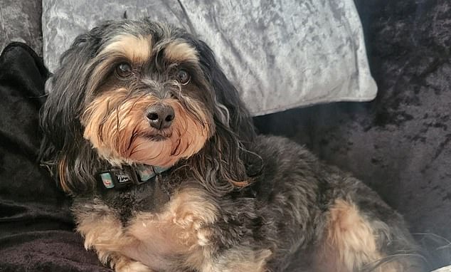 After Coco's ordeal was over, Mr and Mrs Edwards launched a complaint against their vet over - amongst other issues - the misdiagnosis, wrong treatment and advice they received to consider putting Coco down