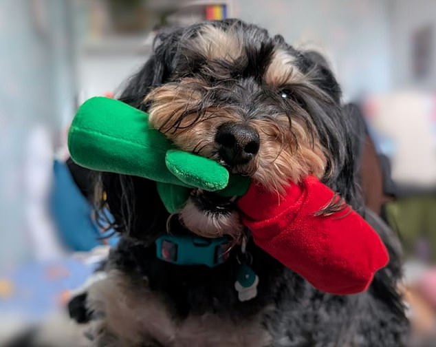 The small business owner from Cwmbran said she and her husband were left fearing Coco was dying and spent £2,500 on pancreatitis treatments before vets finally admitted they had got it wrong