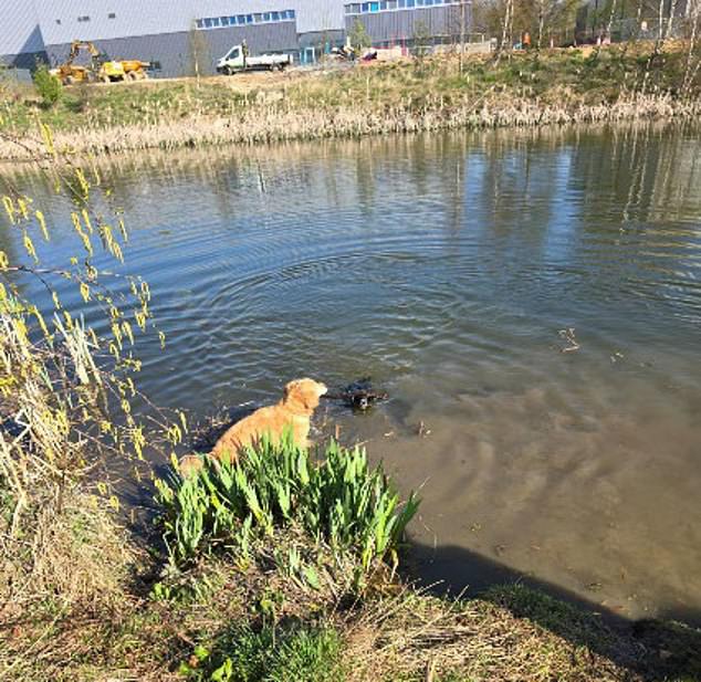 The local's dog pictured playing in the Hitachi man made lake on the edge of Aycliffe Business Park, less than a mile from the proposed incinerator