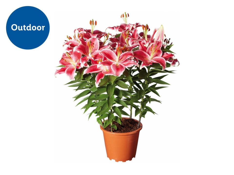 Potted pink lilies.