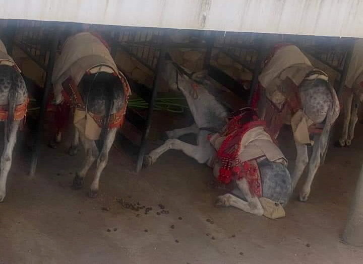 Donkeys standing in their own urine without water.