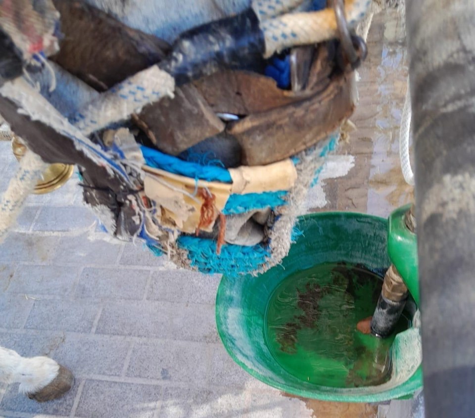 Donkey standing in its own urine near a water trough.
