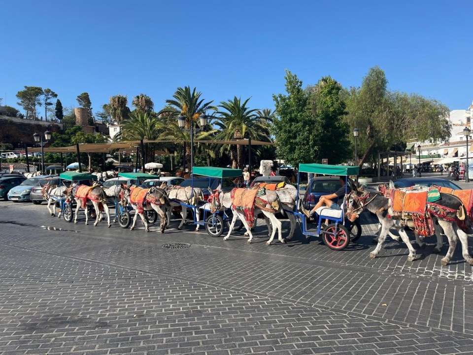 Donkeys pulling tourist carts in La Cala de Mijas.
