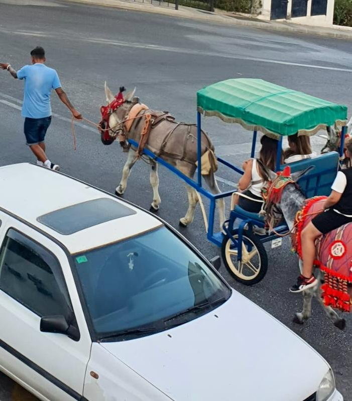 Donkeys pulling tourist carts in a street.