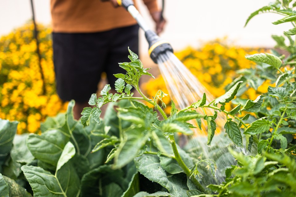 A senior Black man waters his home garden.