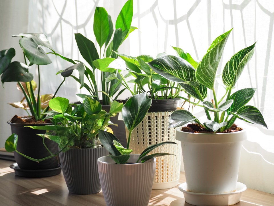 Houseplants in white and gray pots on a wooden table.