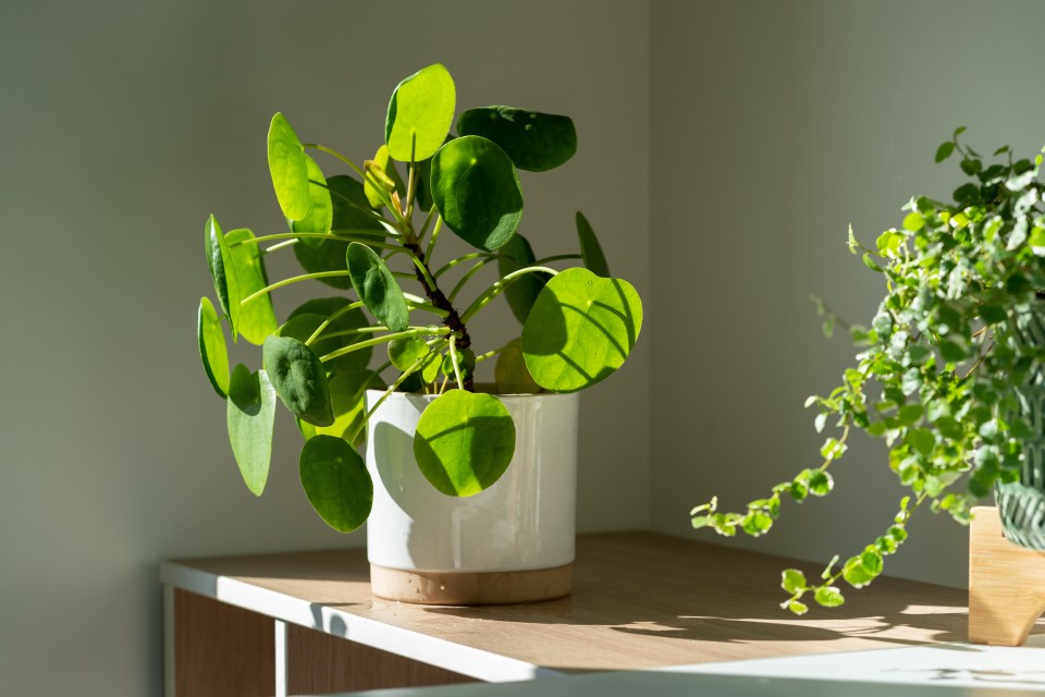 A potted plant in sunlight on a shelf.