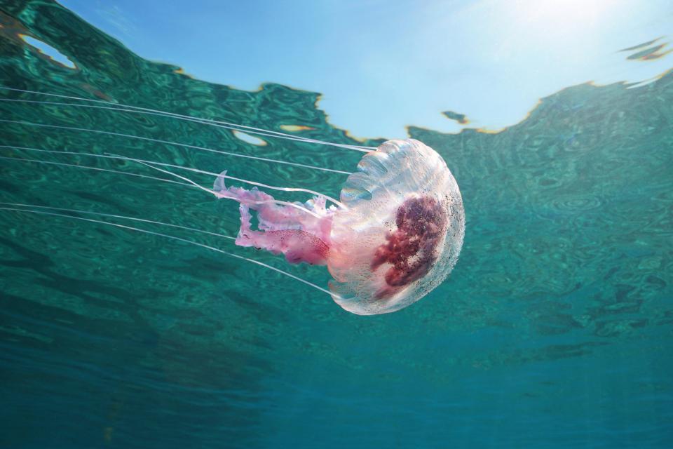 Mauve stinger jellyfish underwater in the Mediterranean Sea.