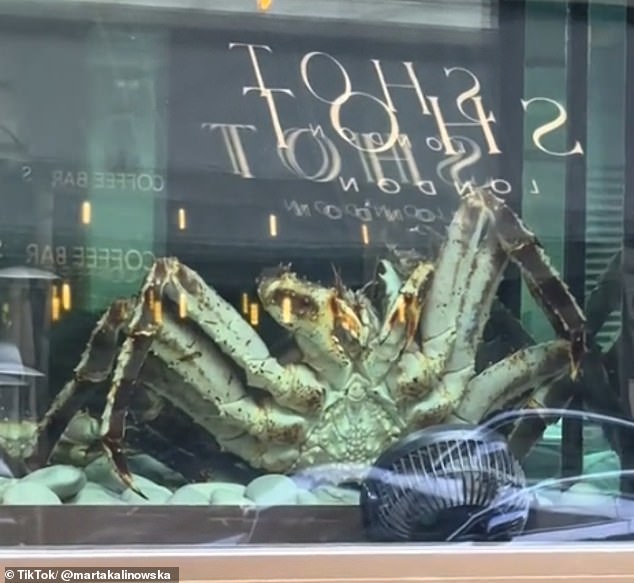 London-based TikTok user Marta Kalinowska shared the window display on TikTok, writing that she feels 'powerless'