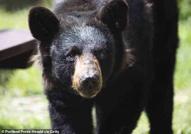 A bear crashed the 2002 summit