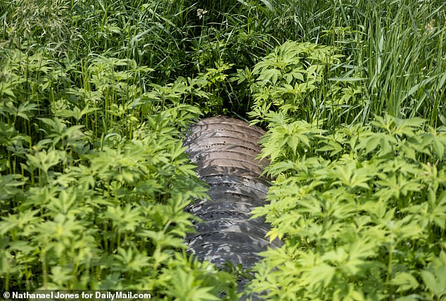 Boelter ducked down and slid into this pipe after Wendy saw him crossing a field a mile from his home in Green Isle, Minnesota