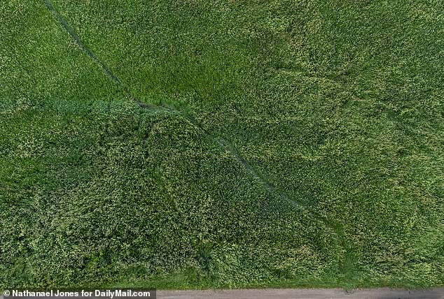 The stunned neighbor first spotted Boelter in this field before he tried to hide in the marshland nearby