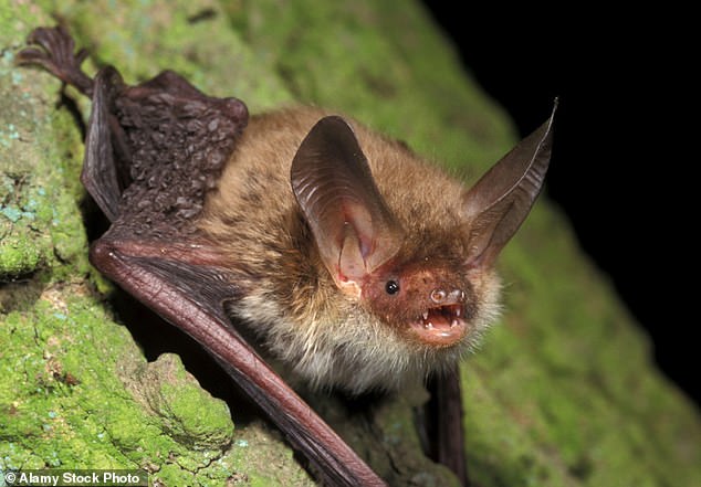HS2 built a £100million steel mesh structure alongside woodland to protect the Bechstein's bat (seen)