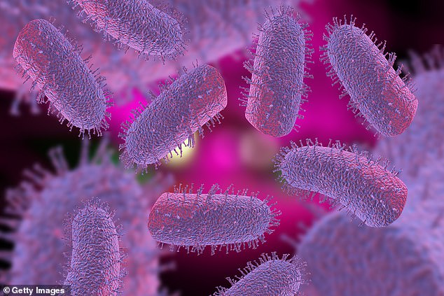 Once a person begins showing signs and symptoms of rabies, the disease is nearly always fatal. Pictured, rabies virus microscopic cells