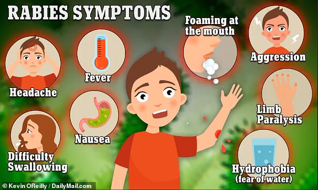 In humans who have been infected, symptoms of rabies appear one to three months after exposure and rapidly develop into hallucinations, delirium and hydrophobia, or fear of water, closely followed by death