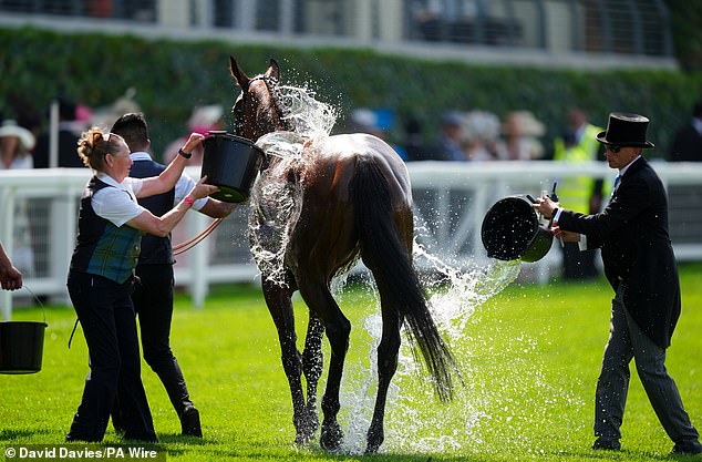 It appeared everyone was feeling the heat - even the horses, who were cooled down with buckets of water