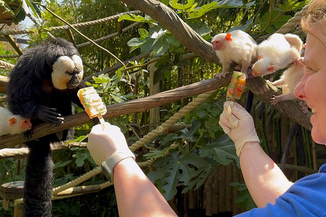 'The animals just want to get their paws on the rewards hidden in the lollies, but as they grab, lick, nibble and break them down, their mouths and paws are cooled,' a zookeeper explained