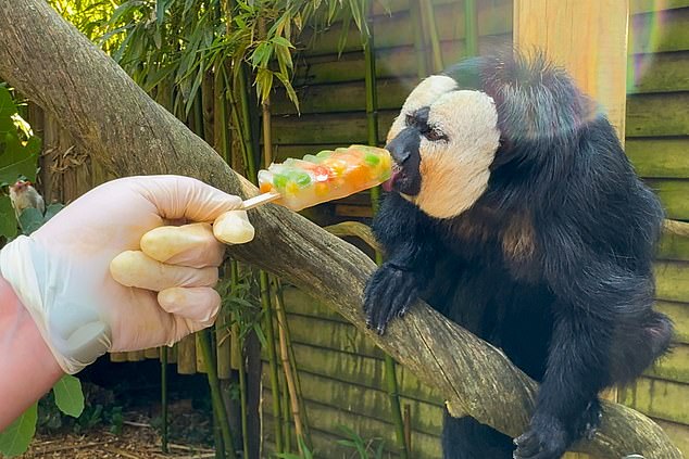 Pires the Saki monkey made a tentative nibble at the unusual snack which can contain foods like peanuts, seeds, fresh herbs, and even herbal teas
