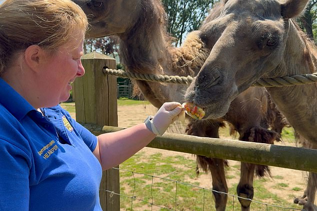 The camels wasted no time in taking huge bites at their tasty treat which was ingeniously created to bring down an animals body temperature