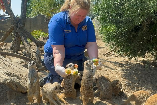Having the food as an ice lolly also helps to stimulate the animals mentally and physically by forcing them to use their instincts to look for food as they would in the wild