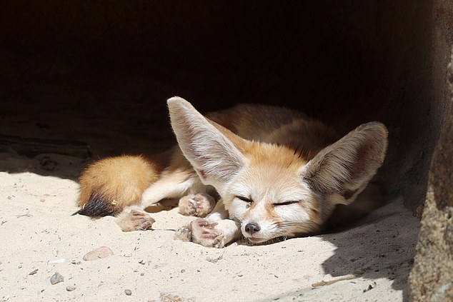 Temperatures soared to a baking 32.2C in the capital yesterday after an amber-health alert was issued over the heat