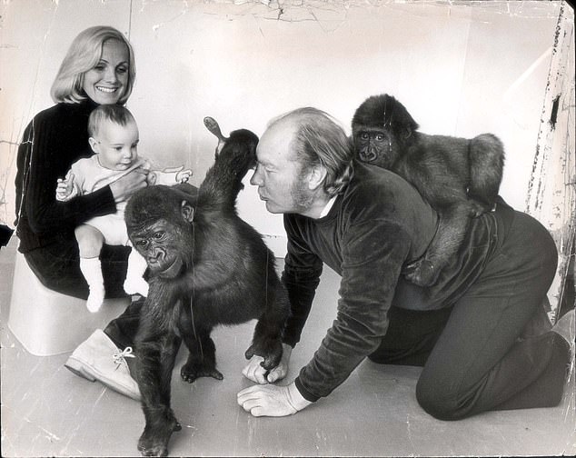 John Aspinall gives one gorilla a pick-a-back while another starts to turn a cartwheel. Lady Sarah Aspinall holds their 6 month-old son Bassa