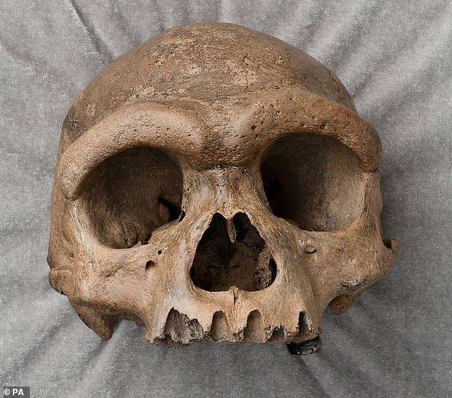 The Dragon Man skull was discovered by a Chinese labourer near Harbin City in 1933 but remained hidden in a well until 2018. Scientists knew that it was not a Neanderthal or Homo Sapiens skull but could not prove which species it was until now
