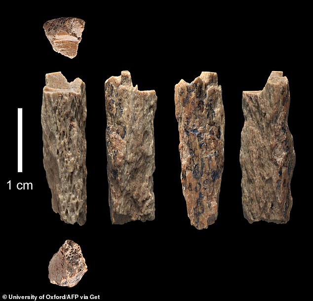 Previously, the only traces of Denisovans were small fragments of bone like these pieces found in Siberia which meant scientists didn't know what they might have looked like