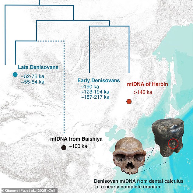 This also confirms that Dragon Man was from an older lineage of Denisovans which dates back to the earliest records around 217,000 years ago, rather than from the late Denisovan line which branched off around 50,000 years ago