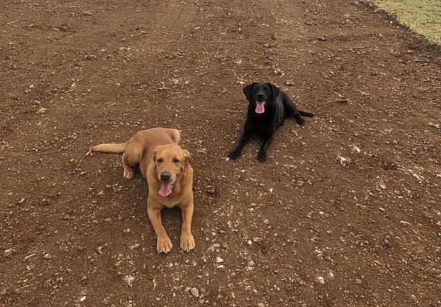 In 2019, Lowe shared a picture of his two labradaors Cromwell and Pitch (pictured), who he said 'made more sense than politicians a lot of the time'