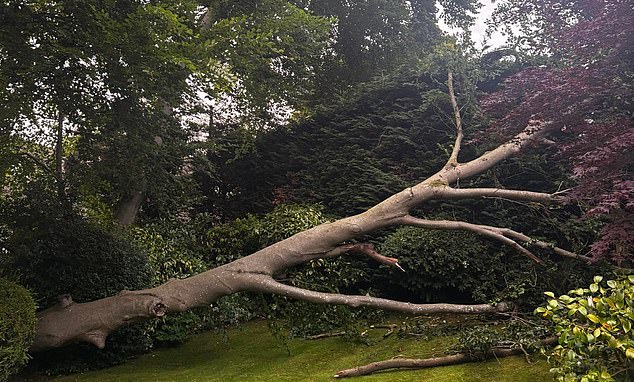 Honey fungus has the power to 'wreak havoc' on gardens, having been described as the 'most destructive fungal disease in the UK'