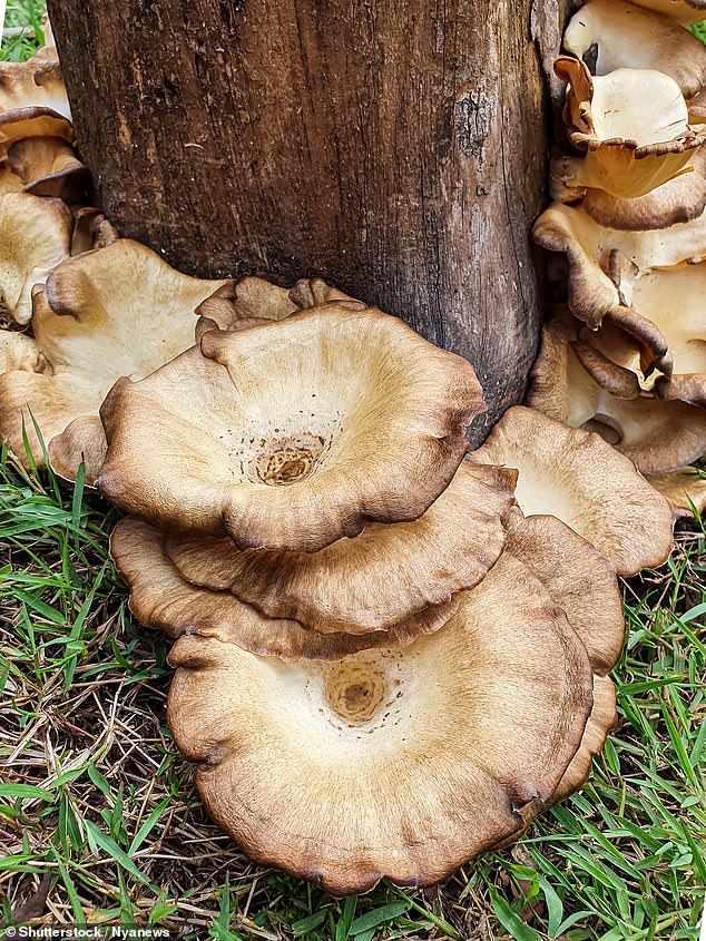 Honey fungus has been described as the 'most destructive fungal disease in the UK' and spreads rapidly underground