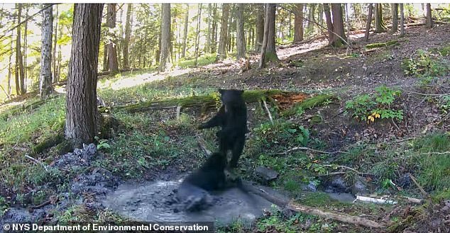 The adorable scene, recorded in a wooded area, shows one cub chasing the other through the trees before they tumble into a playful wrestling match