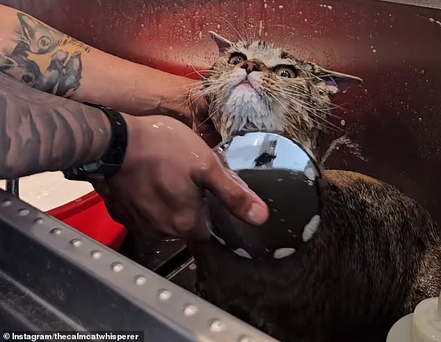 The Cat Whisperer credits his bond with cats for helping him cope with severe anxiety and panic disorder during the pandemic