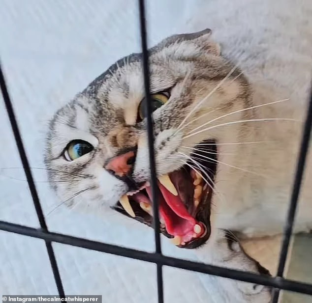 Donnie's first step with an aggressive cat? Total silence - no words, no movement, just peaceful energy and presence