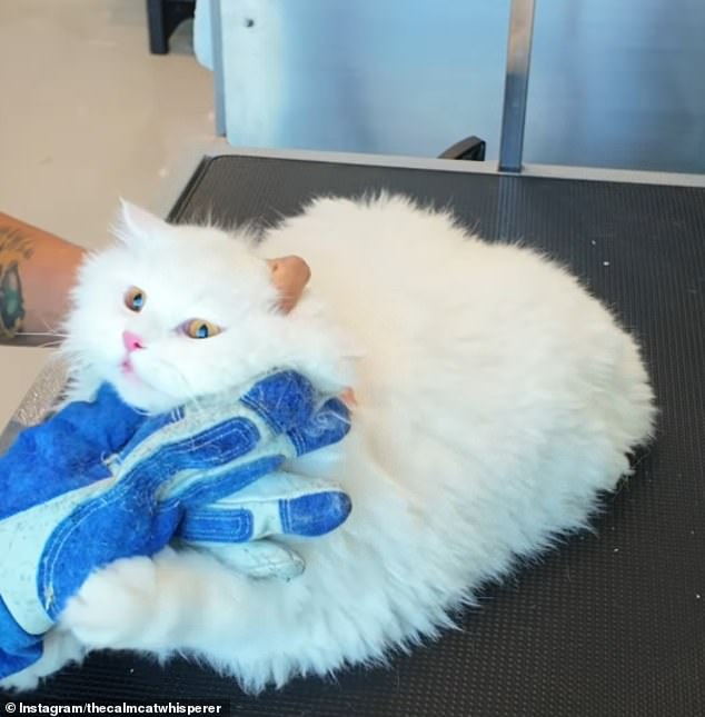 The soft-spoken groomer begins every session with a silent stare - his unique method for reading a cat’s energy before making a move