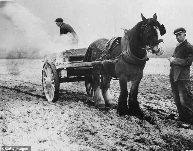 Farmers liming soil in preparation for their crops in Bolton, Lancashire, 1936