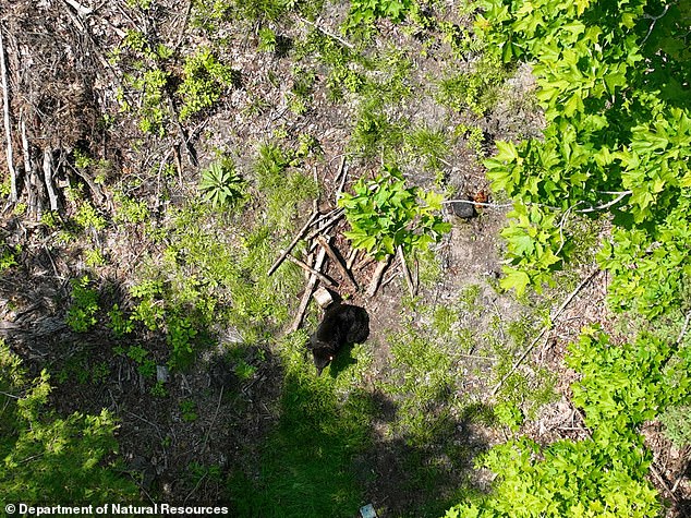 Despite the damage to its neck, the bear was released back into the wild, free at last