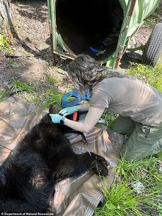 The black bear weighed 110 pounds and appeared healthy except for scarring from the lid
