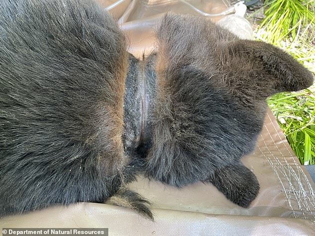 The bear suffered significant scarring and had an infection on its neck from the confining container