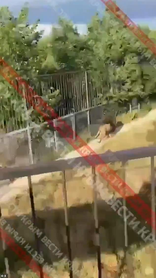 The beast - which was seen running away afterwards - inflicted serious head, neck and lung wounds on Zubkov, and he is now in a 'critical' condition in hospital