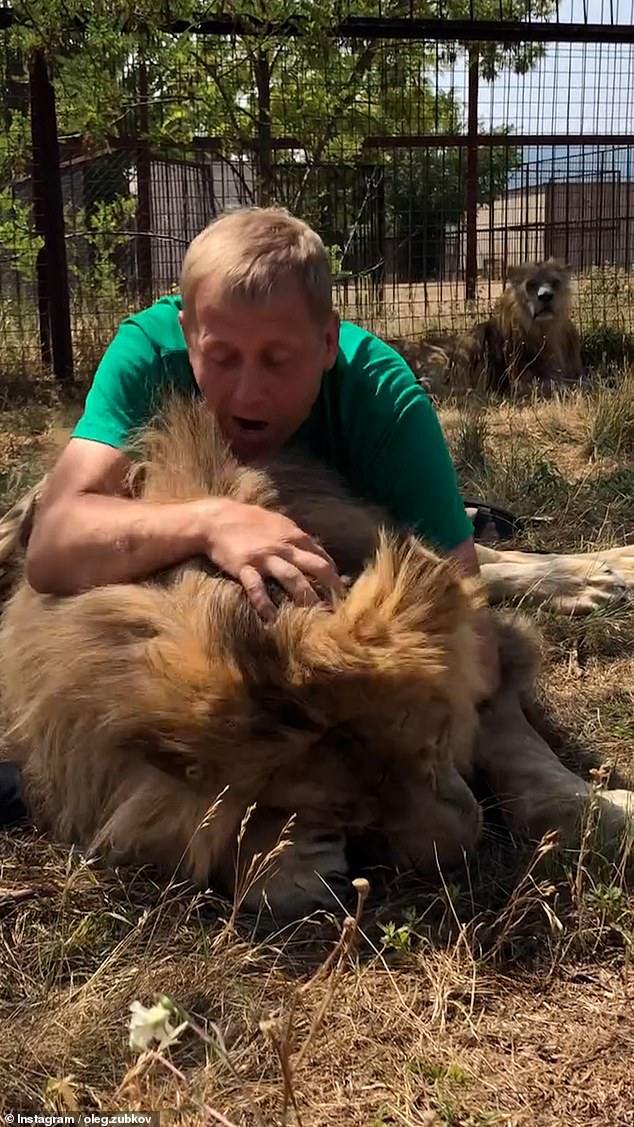 Reports said the attacking lion was among those that Taigan Safari Park founder Zubkov refused to destroy when they killed highly-experienced big cat expert Leokadiya Perevalova, 41, a close colleague, in October 2024