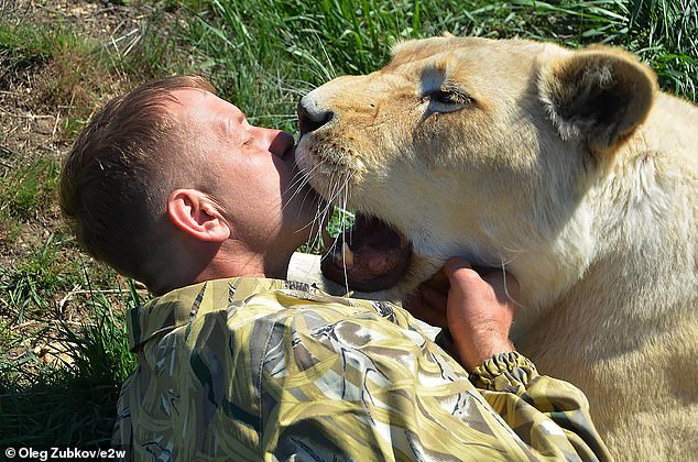 He was inside the enclosure during feeding time at Taigan Safari Park - which he founded - in Russian-occupied Crimea