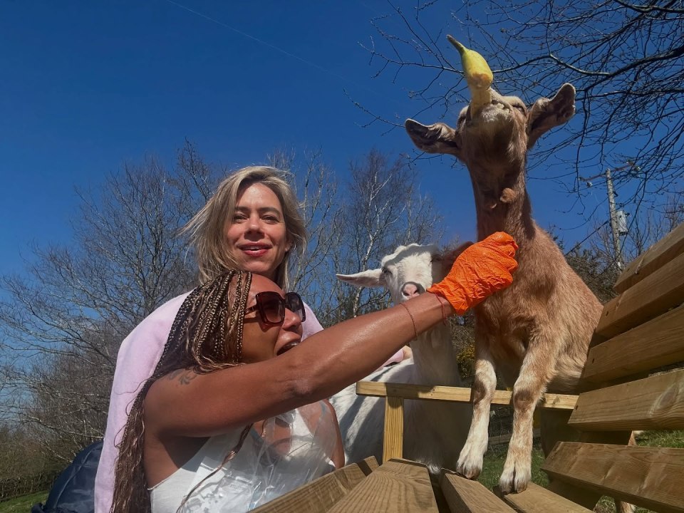 Two women feeding goats on a bench outdoors.