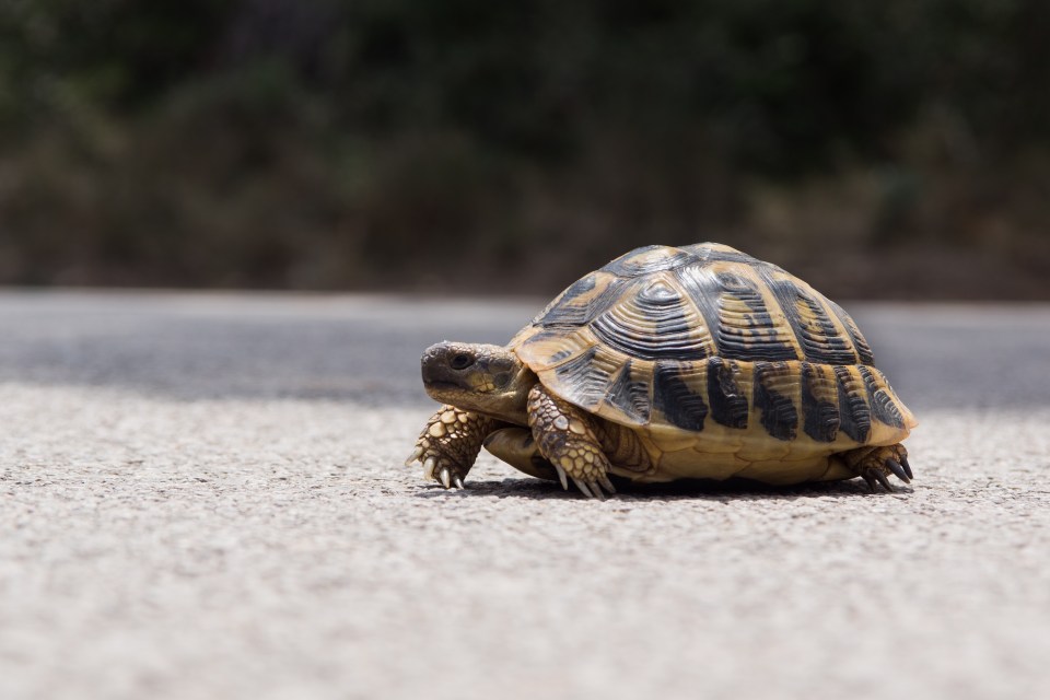 Tortoise crossing a road.