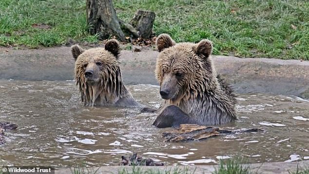 Wildwood said Mish and Lucy (both above) headed 'straight for their food store' and 'posed no threat to the public at any point' as they did not leave the wider confines of the park