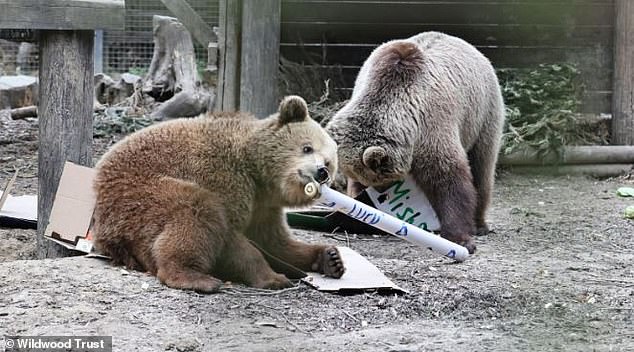 The pair (above) were monitored on CCTV before they 'calmly returned to their enclosure and fell asleep'