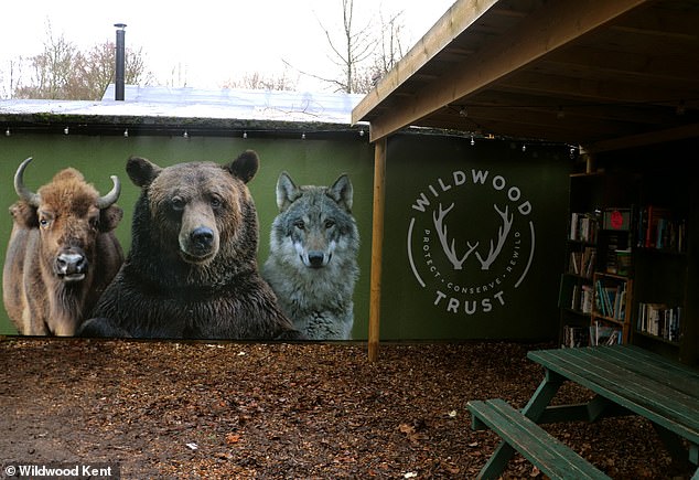 Mish and Lucy were abandoned by their mother in Albania and were said to have been 'unable to survive in the wild' (Pictured: Wildwood Kent)