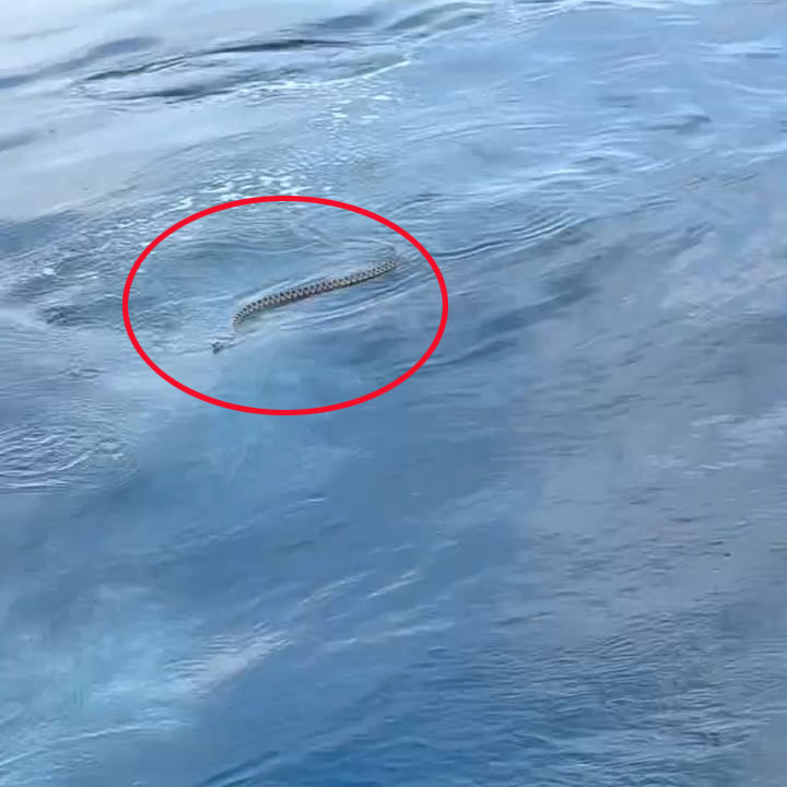 Snake swimming in the water near tourists.