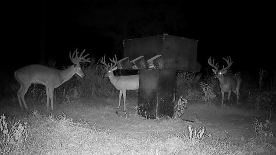 Three deer at a feeder at night.